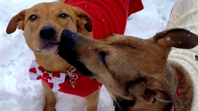 ДО СЛЁЗ!? Забитый пёс дрожал при виде людей, боясь посмотреть им в глаза! смотреть онлайн