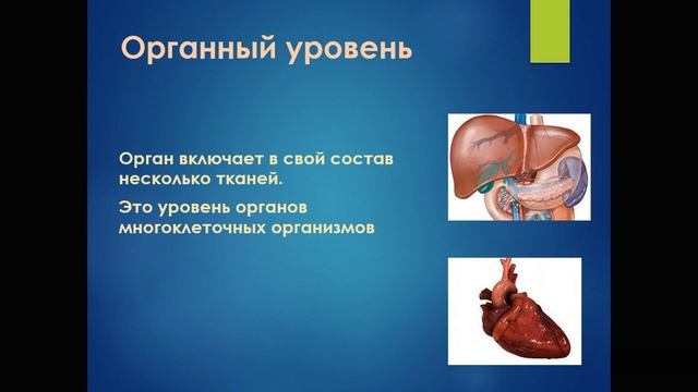 уровни организации жизни смотреть онлайн