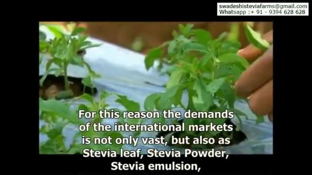 Stevia History & Introduction смотреть онлайн