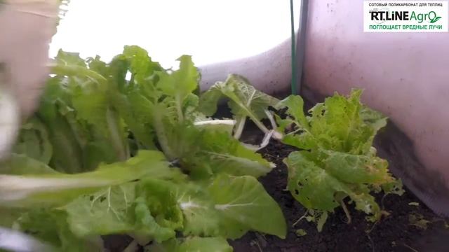 ? Выращивание пекинской капусты в теплице осенью. Собираем урожай пекинской капусты. смотреть онлайн