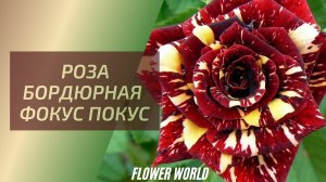 Роза бордюрная Фокус покус (Hocus pocus).😍