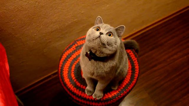 милый котик :3 смотреть онлайн