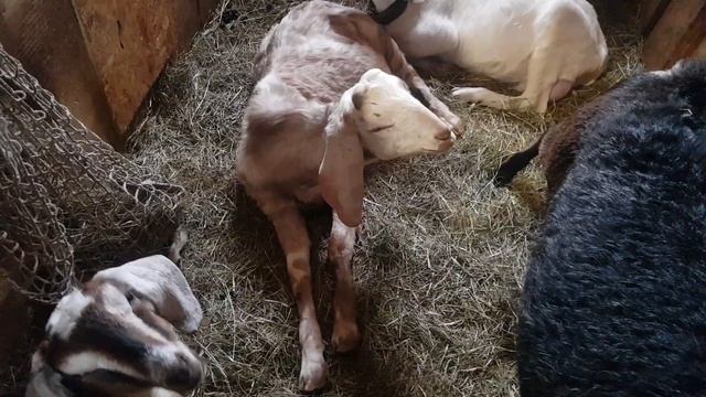 Козёл храпит / храп на всю конюшню, Тамирчик спит))) смотреть онлайн