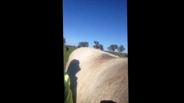 Banjo the pet Brahman! At Gundamain Feedlot. смотреть онлайн