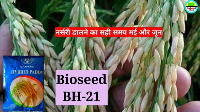 धान की सबसे खतरनाक किस्म उत्पादन 45 कुंटल प्रति एकड़ । ये किस्म तोड़ेगी सब किस्मों का रिकॉर्ड । धान смотреть онлайн