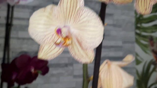 орхидеи для подписчиков/10.08.22/ смотреть онлайн