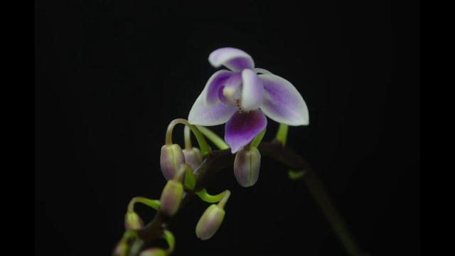 Ph. equestris timelapse смотреть онлайн