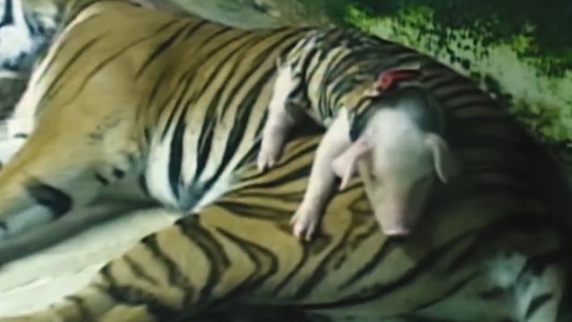 Вот Почему Хищники Усыновляют Свою Еду смотреть онлайн