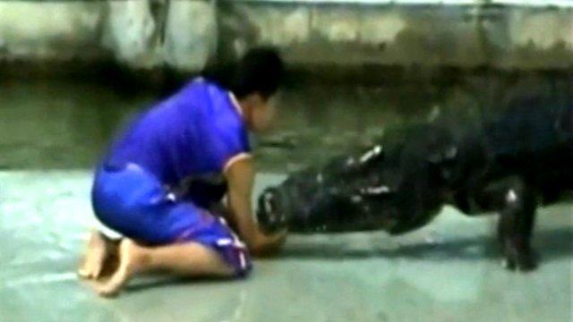 Очевидцы # Животные # смотреть онлайн