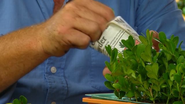 How to Propagate Buxus | Gardening | Great Home Ideas смотреть онлайн