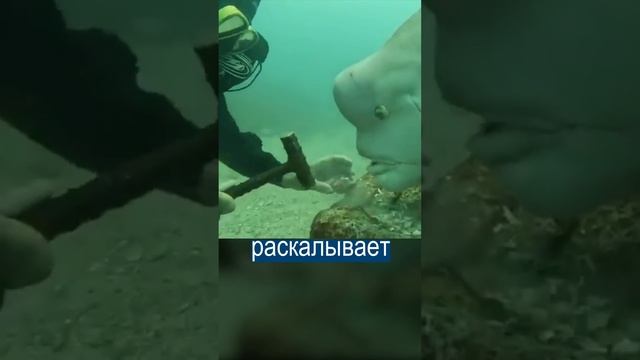 Дайвер подружился с рыбиной и кормит её вкусняхами смотреть онлайн