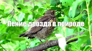 Пение черного дрозда на природе. 2 часа для гармонии