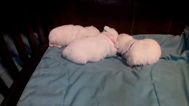 West Highland White Terrier Kay's Puppies Born August 7 2021 смотреть онлайн