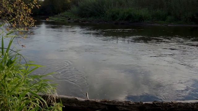 8 Сентября 2020.Рыбалка на речке сорога и елец. смотреть онлайн