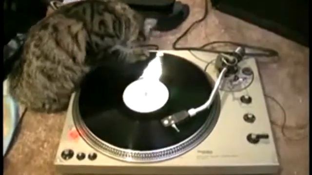 Кот лабает на DJ вертушке (часть 3) смотреть онлайн
