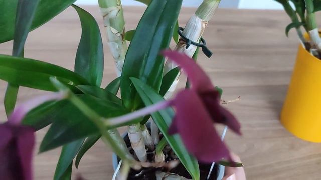 Uzgoj Dendrobium phalaenopsis orhideja смотреть онлайн