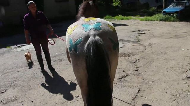 Стрижка бабочки для Зины. Грумер Ирина Подгорная. Одесса 2017 смотреть онлайн