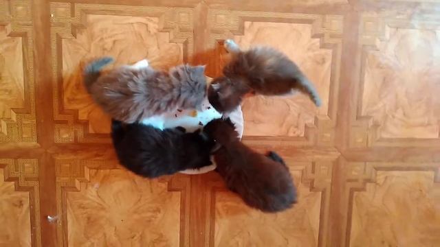 #Кошачьи детеныши. Таня, Шеба и Бася. смотреть онлайн