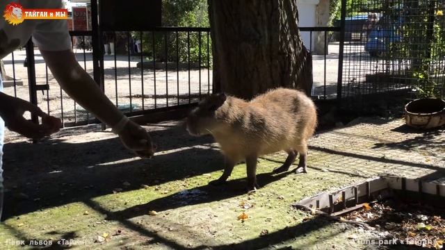 Вкусный арбуз для милого Капитошки. Капибара. Тайган. Life capybara Kapitoshka in Taigan смотреть онлайн