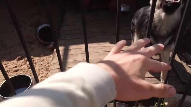 ДЕЛАЕМ КРЕПКИЙ ВОЛЬЕР ДЛЯ СОБАКИ ! смотреть онлайн