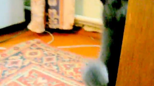 Кошка дерется с фотоаппаратом прикол смотреть онлайн