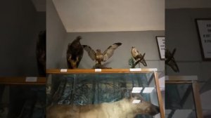 Хабаровский краеведческий музей