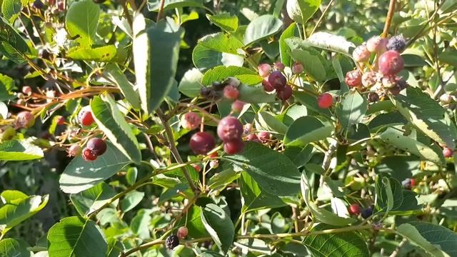 ИРГА ОБЫКНОВЕННАЯ .СОБИРАЕМ ИРГУ.