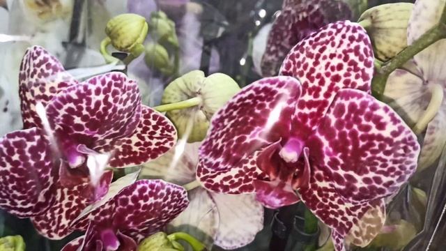 Опять редкости. Фаленопсисы Каода, Дикий кот, Лас Вегас, Монако. Оптовая база, пер. Промышленный 4 смотреть онлайн