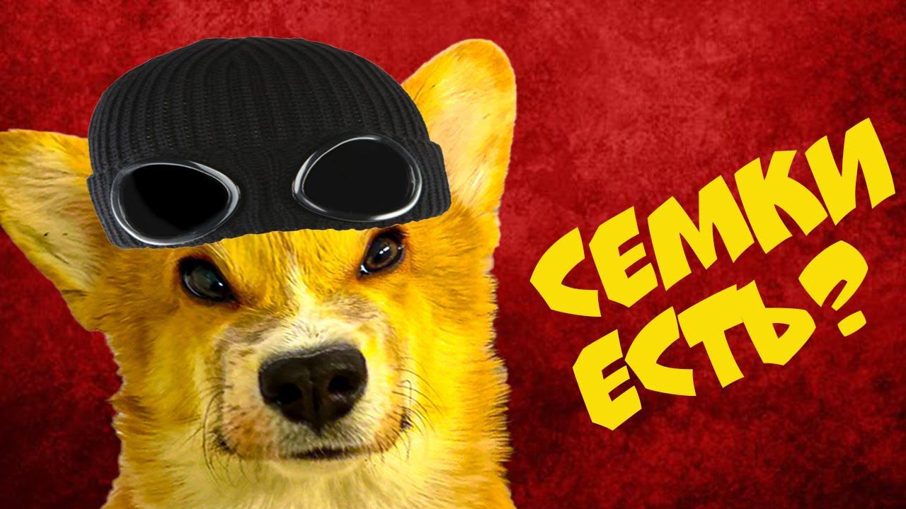 Я стал ОФФНИКОМ!! (Корги Коржик) Говорящая собака смотреть онлайн