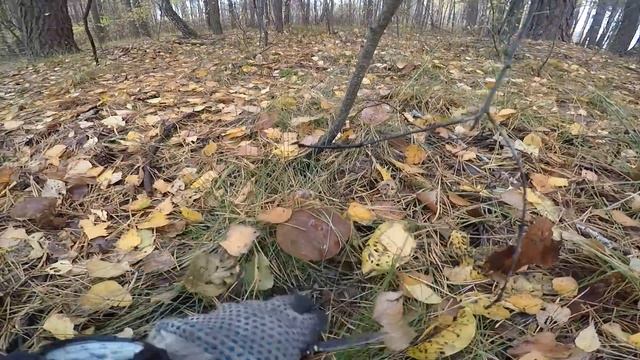 Сбор польских грибов и рецепт их приготовления! смотреть онлайн