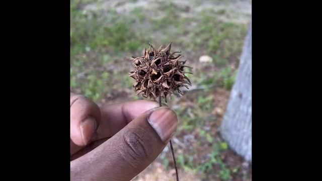 Sweet Gum Tree: LIQUIDAMBAR STYRACIFLUA смотреть онлайн
