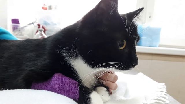 Клинический случай. Камни в мочевом пузыре у кота. смотреть онлайн