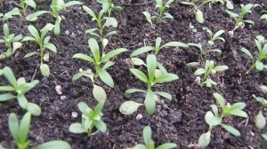 Первая прищипка гвоздики