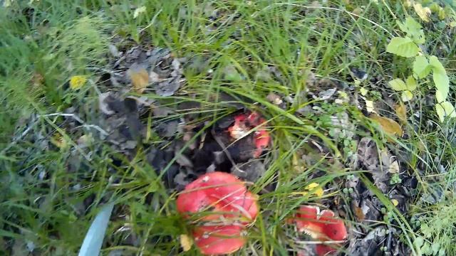 Сбор грибов №10 на Кордоне сыроежки. смотреть онлайн