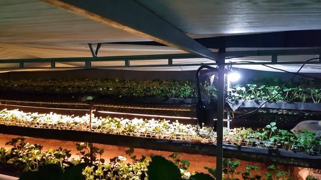 // РАННИЙ УРОЖАЙ С ТЕПЛИЦЫ // смотреть онлайн