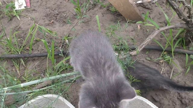 "Спасатель винограда" против грибковых заболеваний, вредителей и бактериального рака с антракнозом. смотреть онлайн