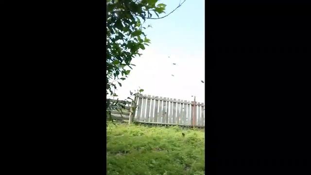 БОЛЬШОЙ РОЙ В ДУПЛЕ ДЕРЕВА смотреть онлайн