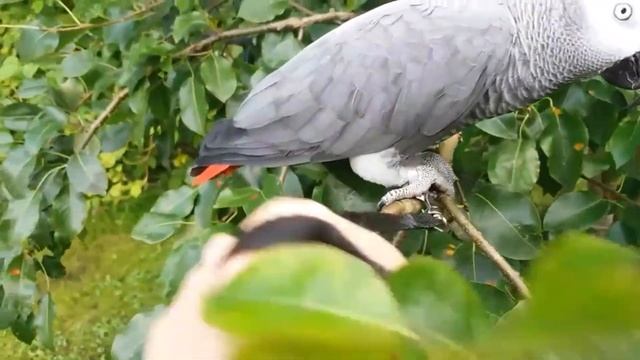 Попугаи Жако. Прогулки с Жако