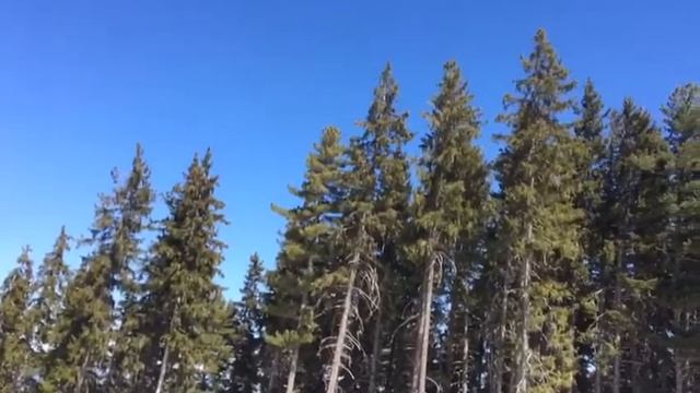 Лыжная трасса среди многовековой сосны и пихты смотреть онлайн
