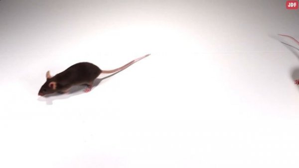 Mouse Sounds - Mice Squeaking Sounds