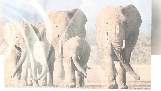 Удивительные слоны смотреть онлайн