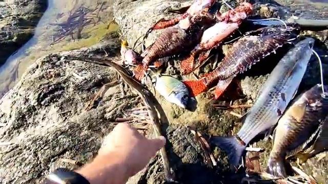 Подводная охота в Алании Турция 14 ноября 2021 Рыбалка в Турции. Ядовитая рыба Крылатка - Pterois смотреть онлайн