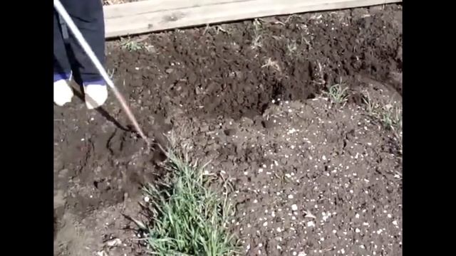 Посев лука и моркови весной. Как правильно смотреть онлайн