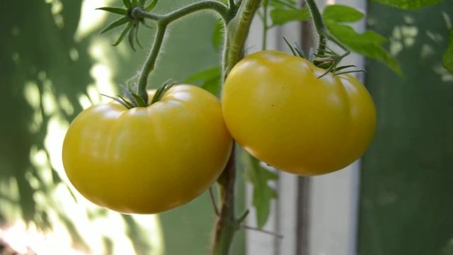 Cорт - "АЗОЮШКА" . Томаты от Фёдора смотреть онлайн