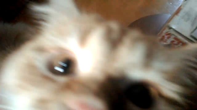 Тайна старого чемодана смотреть онлайн