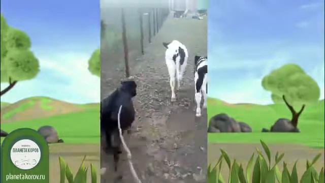 Жизнь экофермы "Планета коров" глазами пастуха Дмитрия смотреть онлайн