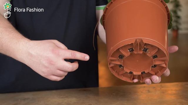 Tips voor de verzorging van je Cissus смотреть онлайн