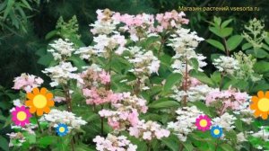 Гортензия метельчатая Дарума. Краткий обзор, описание характеристик hydrangea paniculata Dharuma