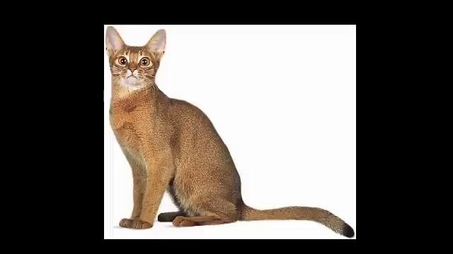 Cat Blender Video on Twitter | Kat Blender Video Viral | Cat Blender Video | Cat Blender Viral Vide смотреть онлайн