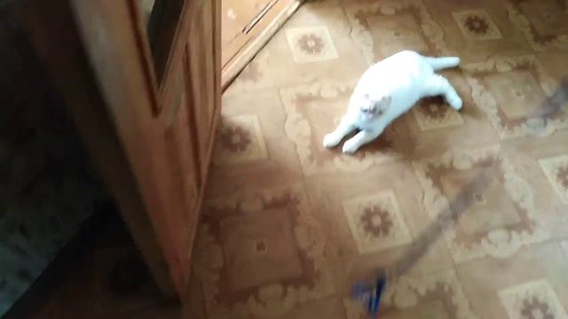 Кот Борик на поводку. смотреть онлайн
